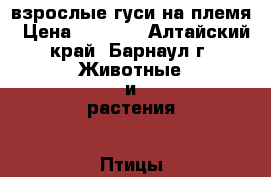  взрослые гуси на племя › Цена ­ 1 000 - Алтайский край, Барнаул г. Животные и растения » Птицы   